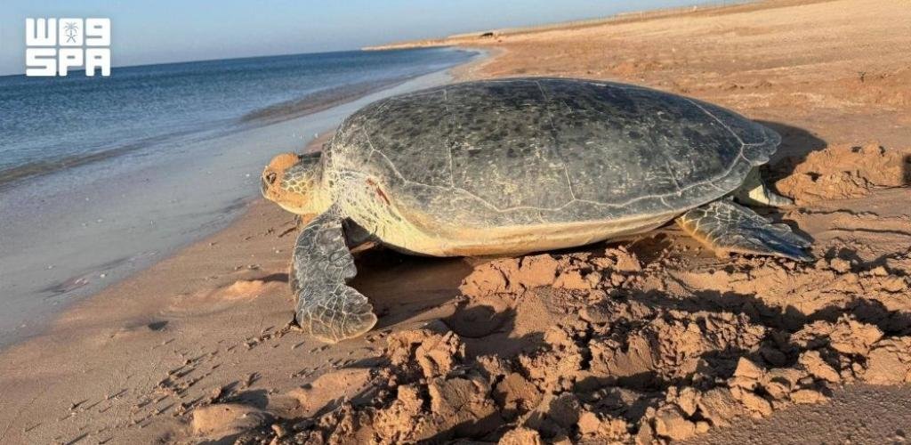 السعودية الان | جهود سعودية رائدة لصون السلاحف البحرية | الخليج الان
