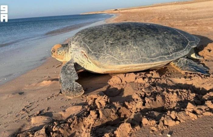 السعودية الان | جهود سعودية رائدة لصون السلاحف البحرية | الخليج الان